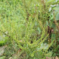 Rumex obtusifolius L.